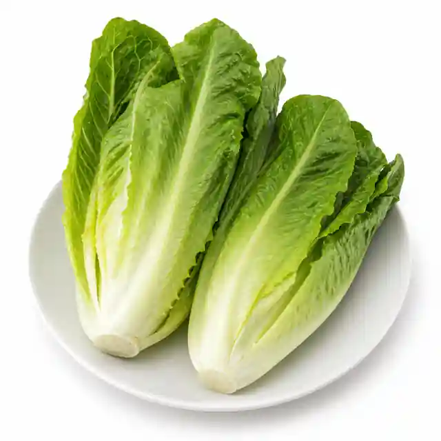 Lettuce (Cos Or Romaine)