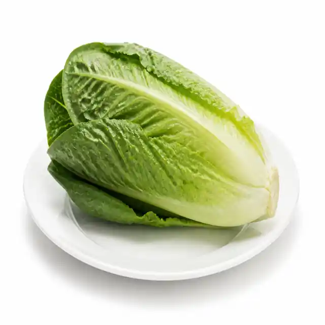 Lettuce (Romaine)