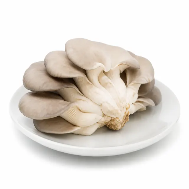 Oyster Mushroom