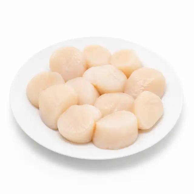 Scallops (Sea)