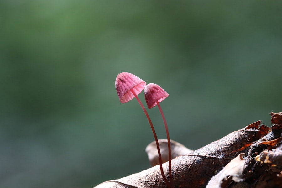 Fungi facts: Why mushrooms deserve a spot on your plate