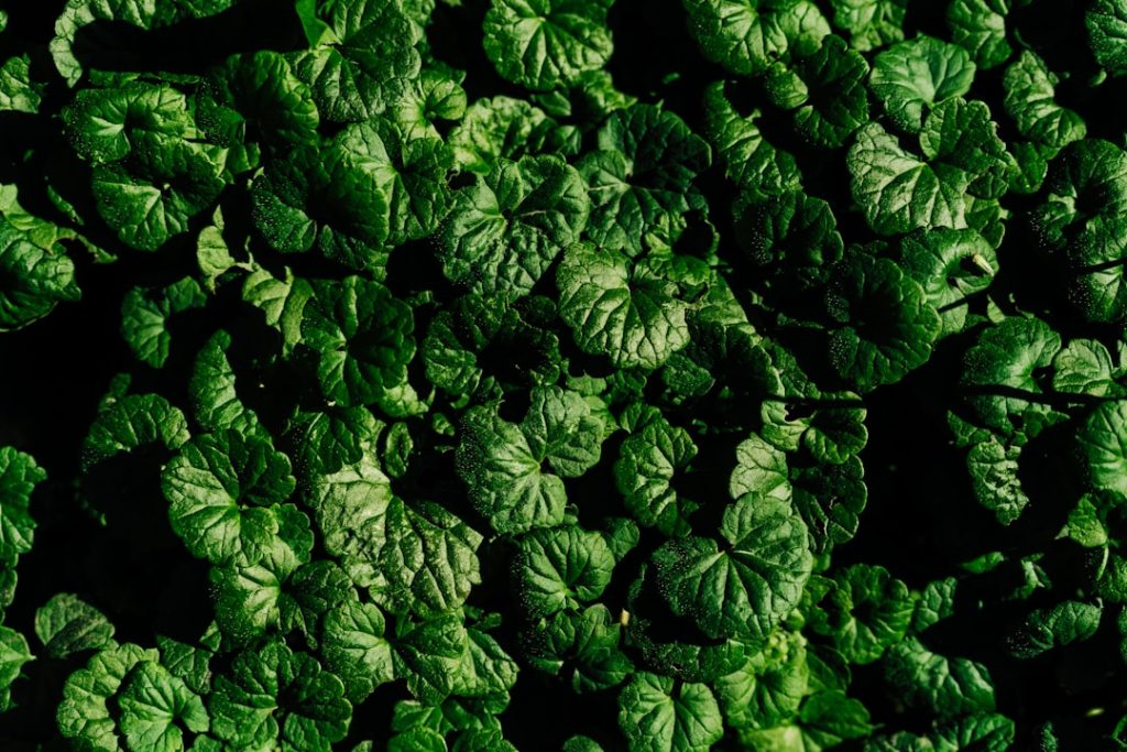A Beginner’s Guide to the Ketogenic Diet