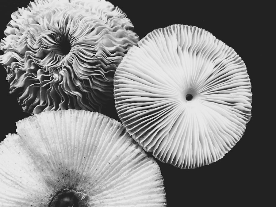 Fungi facts: Why mushrooms deserve a spot on your plate