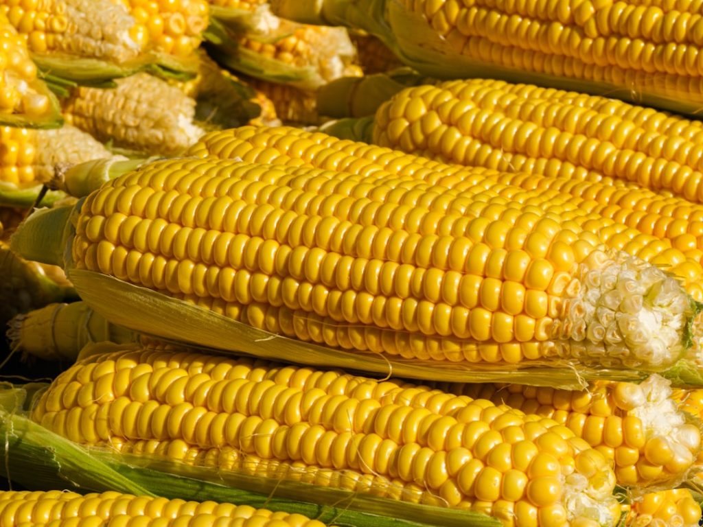 Top Vitamin D-Rich Foods to Add to Your Diet